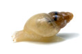 Leptinaria sp. juvenil